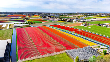 Aerial drone view of tulip flowers fields farm and canal in spring season, tulips blossoming in springtime, traditional dutch agriculture landscape, Lisse, South Holland, the Netherlands