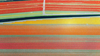 Aerial drone view of tulip flowers fields farm and canal in spring season, tulips blossoming in springtime, traditional dutch agriculture landscape, Lisse, South Holland, the Netherlands