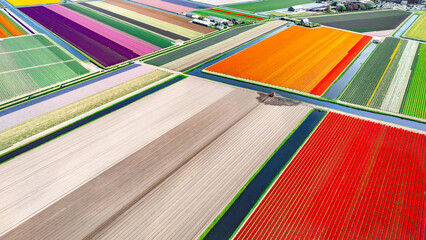 Aerial drone view of tulip flowers fields farm and canal in spring season, tulips blossoming in springtime, traditional dutch agriculture landscape, Lisse, South Holland, the Netherlands