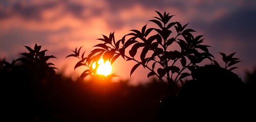 Naklejka premium Silhouetted foliage glowing from behind, vibrant colors, shadow, flora
