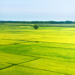 High angle view of farmland in China © xy