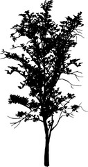 Vector illustration of a black tree silhouette isolated on a white background. Perfect for nature design, architectural rendering, landscape architecture, and environment graphics. High-quality