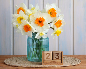 Fresh daffodils blooming in vase with spring calendar date april 23rd
