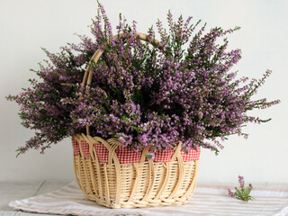 Wicker basket filled with blooming purple heather flowers