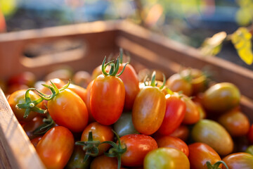 Farm to Table Organic Cherry Tomatoes in Wooden Crate at Harvest
