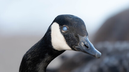 Fototapeta premium Close Up Fine Art Portrait of a Canadian Goose with blind Eye - Nature Preservation. High quality photo