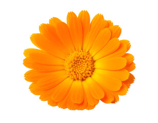 Close-up of vibrant orange flower, isolated on black background, showcasing petals