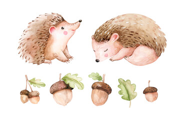 Watercolor cute sleeping baby hedgehog animal. Woodland nursery isolated illustration for children. for children. watercolour stump and acorn forest drawing with floral elements.  © kris_art