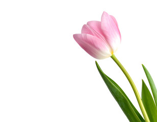 Fototapeta premium Delicate pink tulip with green leaves against a black background