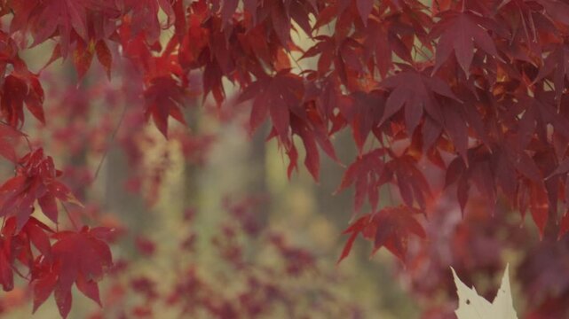 Fall in the park. Red maple branches against blurred movement. Autumnal mood. Autumn beauty. Maple leaves in sunlight. Autumn fall by golden nature. Fall nature colors. Golden fall movement.