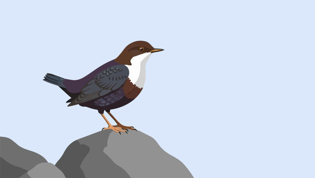 A dipper bird stands on rocks with a light blue sky