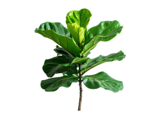 Lush green fiddle leaf fig tree with large, glossy, violin-shaped leaves