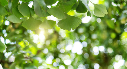 Background of ginkgo tree leaves © xy