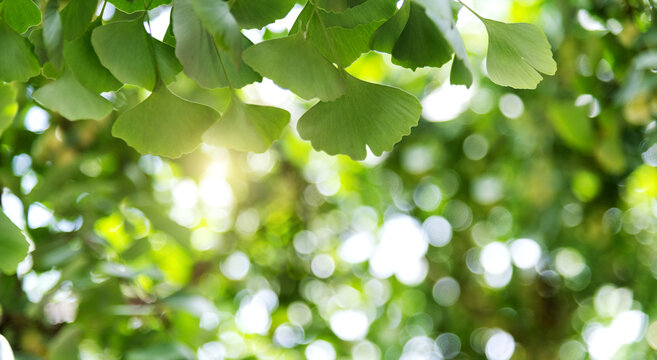 Background of ginkgo tree leaves