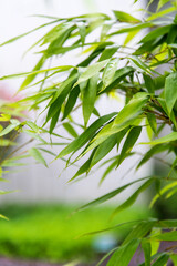 Obraz premium Background of green bamboo leaves