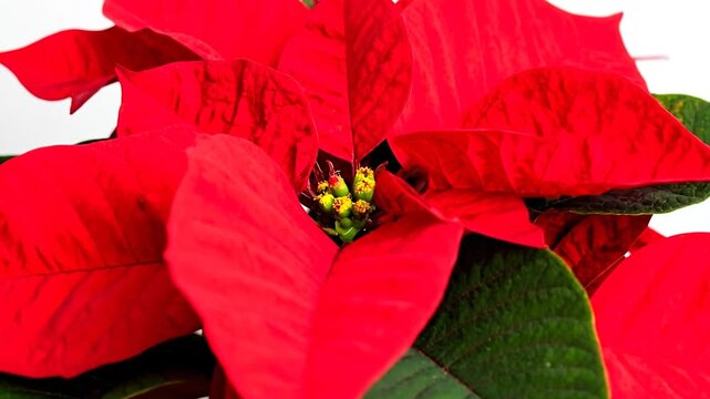 A close-up shot of a poinsettia flower, showcasing large, bright red bracts with dark green leaves