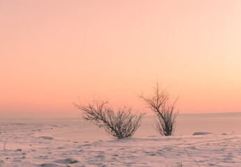 Serene winter landscape with two leafless trees on snow-covered ground during pastel pink sunset
