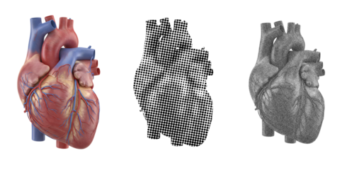 3d heart models  isolated on transparent background