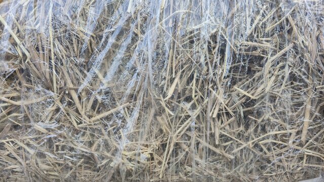 Texture of a square dry hay or straw bale wrapped in clear plastic film for preservation, highlighting agricultural details and natural background.