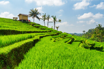 Awesome view of scenic rice terraces in Bali, Indonesia
