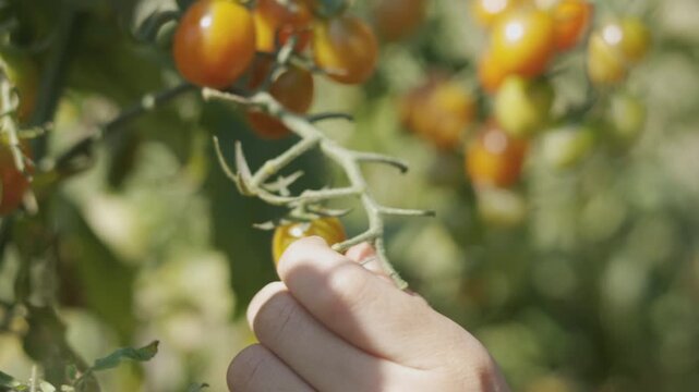 Close up of hand picking ripe organic cherry tomatoes from vine in garden during sunny summer day. Fresh healthy vegetable harvest concept in agricultural farm or greenhouse with blurred background.