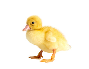 Obraz premium Tiny, fluffy yellow duckling stands, looking curious with orange feet and beak