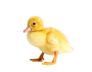 Tiny, fluffy yellow duckling stands, looking curious with orange feet and beak
