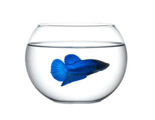 Vivid blue Betta fish swims in a clear, round glass bowl