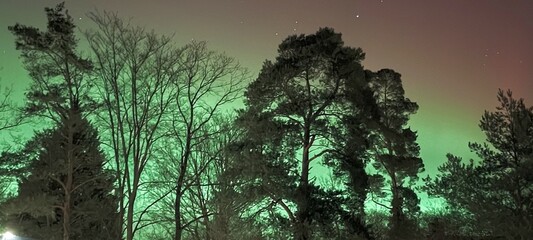 B&auml;ume vor Polarlicht
