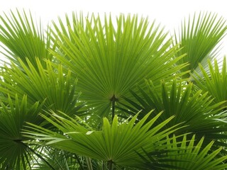 Fototapeta premium Lush green palm leaves with intricate patterns and vibrant texture in nature