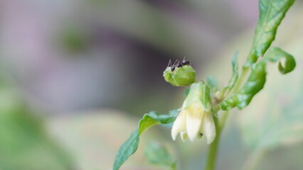 Macro of a black ant on a blooming tomato Solanum lycopersicum