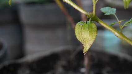 Fruit of Cutleaf Groundcherry or Physalis angulata in a husk