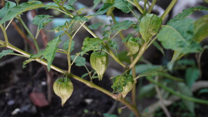 Fruit of Cutleaf Groundcherry or Physalis angulata in a husk