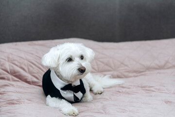 Maltese dog wearing a black tuxedo outfit.