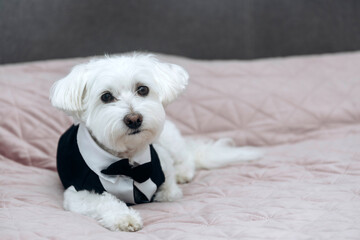 Maltese dog wearing a black tuxedo outfit.