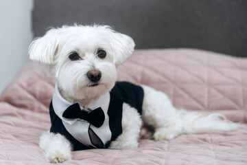 Maltese dog wearing a black tuxedo outfit.