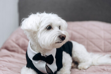 Maltese dog wearing a black tuxedo outfit.