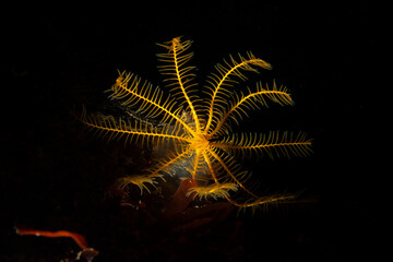 Antedon mediterranea Displaying Feathered Arms Underwater