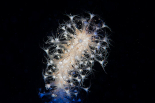 Veretillum cynomorium, a Soft Coral Species in Coastal Waters