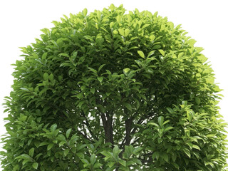 Green bush or shrub on a transparent background isolated on transparent background
