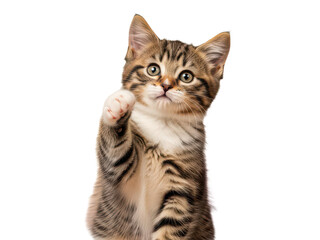 Fototapeta premium Cute tabby kitten standing on hind legs isolated on transparent background
