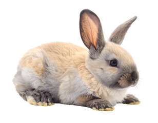 Obraz premium A fluffy, light brown and grey rabbit with large ears, resting