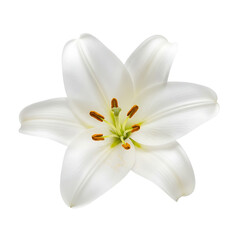 White lily flower with delicate petals and orange stamens  