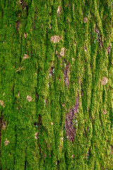 green moss background