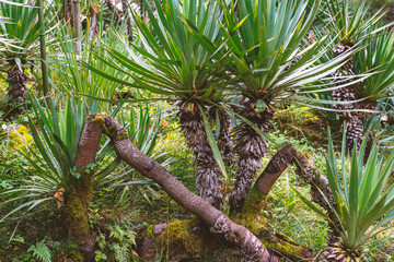 palm plants background