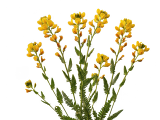 Birdsfoot trefoil flowers on transparent background