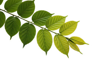 Fototapeta premium Branch with green leaves on transparent background isolated on white