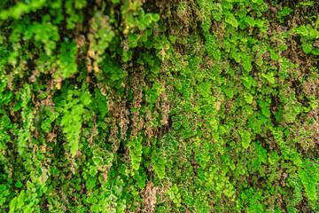 green foliage on the wall