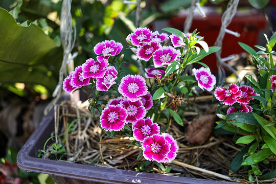 Purple Dianthus in a pot.