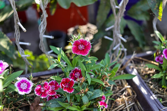 Red Dianthus in a pot.